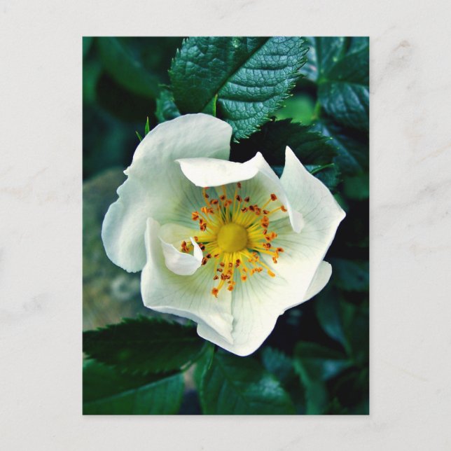 Carte Postale Rose sauvage (Devant)