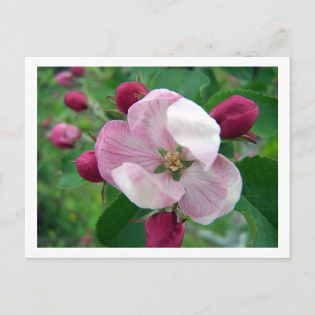 Carte postale Rose sauvage (Devant)