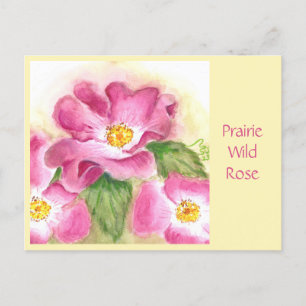 Carte postale Rose sauvage Prairie