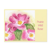 Carte postale Rose sauvage Prairie