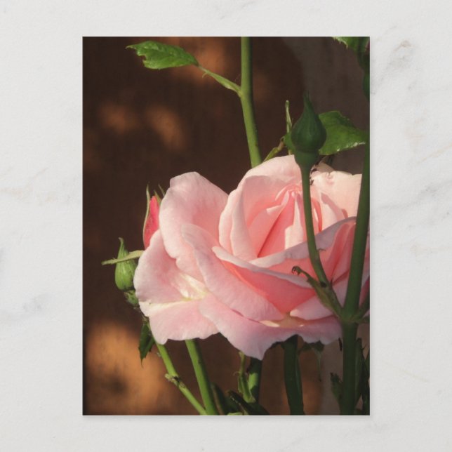 Carte Postale rose simple l'après-midi (Devant)
