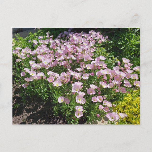 Carte Postale Rose Soirée Primrose (Devant)
