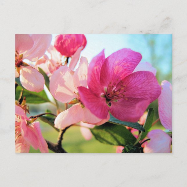 Carte postale Rose Spring Blossom (Devant)