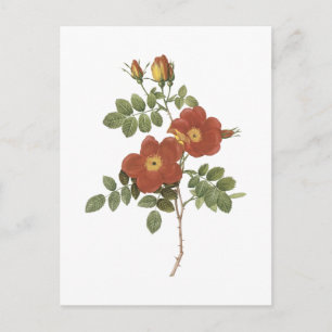 Carte Postale rose sucré (Rosa eglanteria) par Redouté