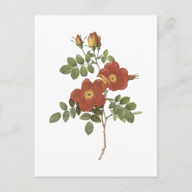 Carte Postale rose sucré (Rosa eglanteria) par Redouté (Devant)