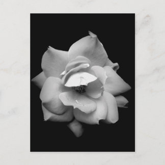Carte Postale Rose unique en noir et blanc