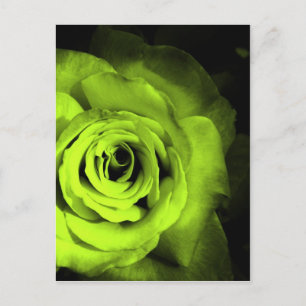 Carte Postale Rose vert