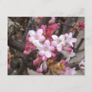 Carte Postale Rose Viburnum Blossom