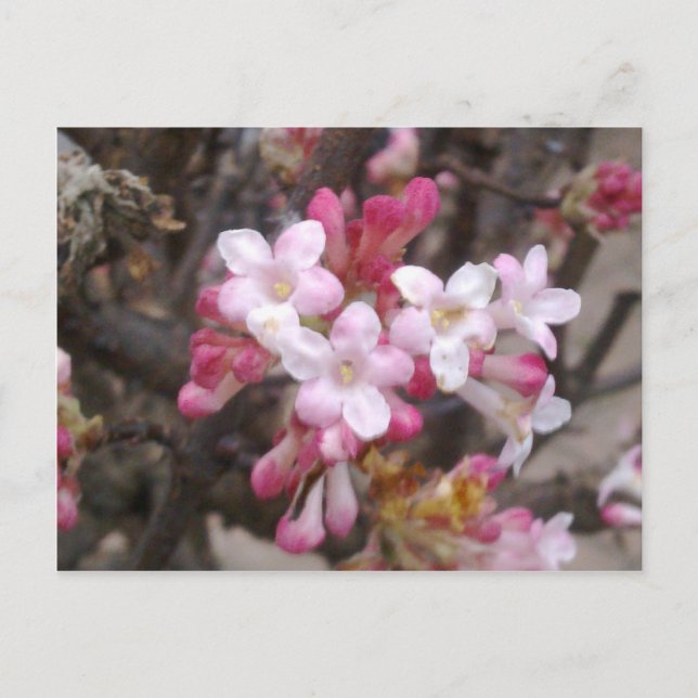 Carte Postale Rose Viburnum Blossom (Devant)