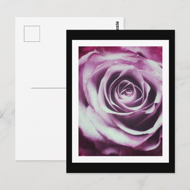 Carte Postale Rose Vintage (Devant / Derrière)