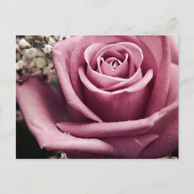 Carte postale Rose vintage (Devant)