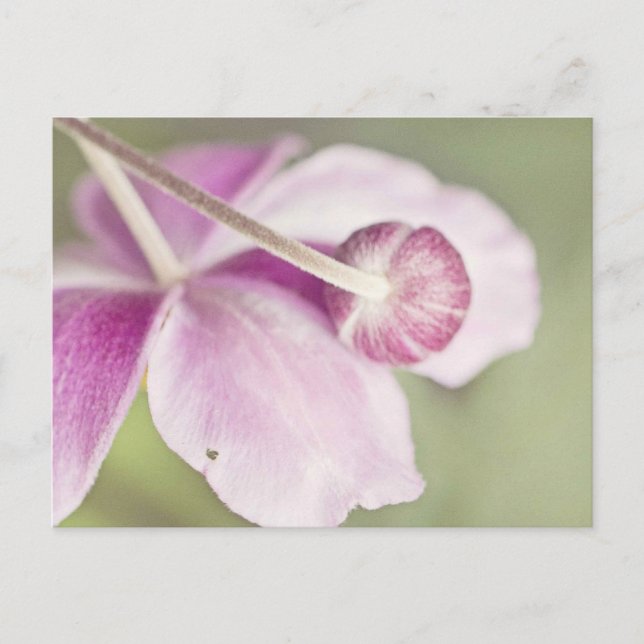 Carte Postale rose vintage (Devant)