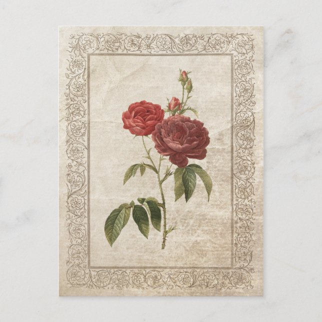 CARTE POSTALE ROSE VINTAGE II (Devant)