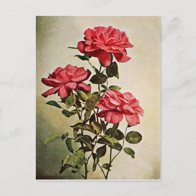 Carte Postale Rose vintage Jacqueminot par Frederick Martin (Devant)