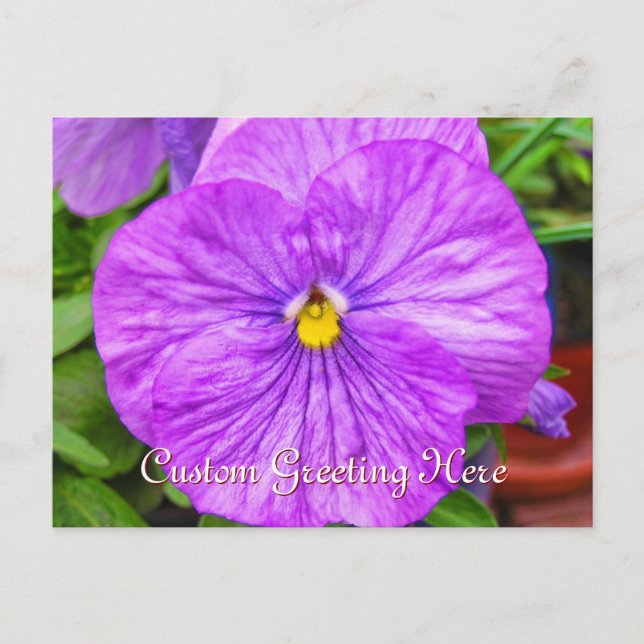 Carte postale rose violet Pansy (Devant)
