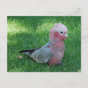 Carte Postale Roseate Cockatoo