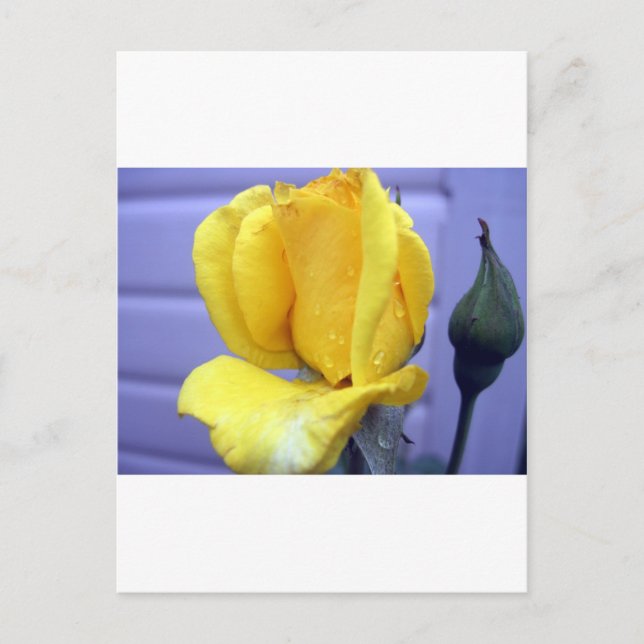 Carte Postale Rosebud jaune (Devant)