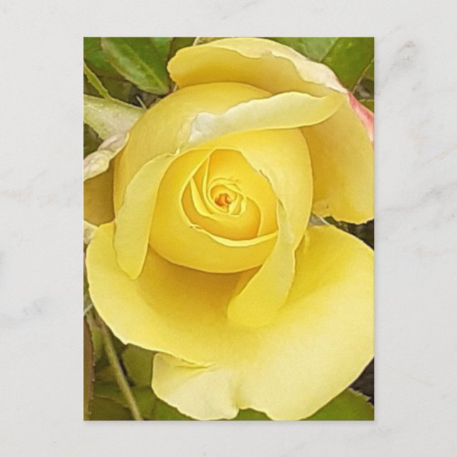 Carte postale Rosebud jaune (Devant)
