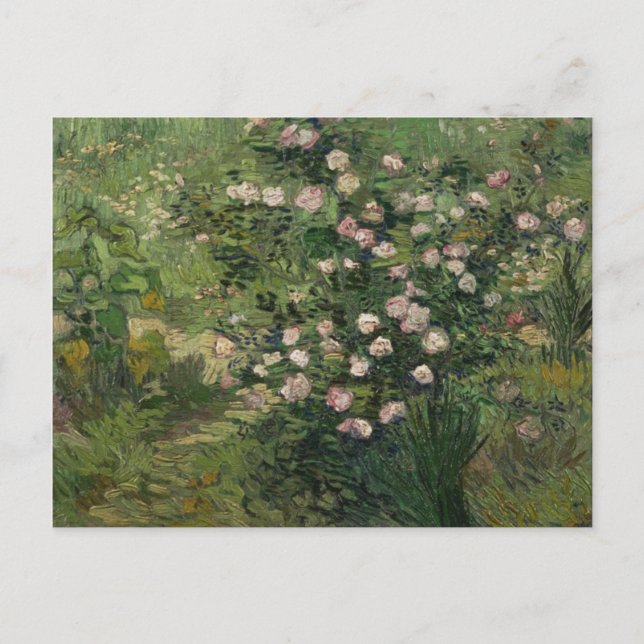 Carte Postale Rosebush à Blossom, Van Gogh Art (Devant)