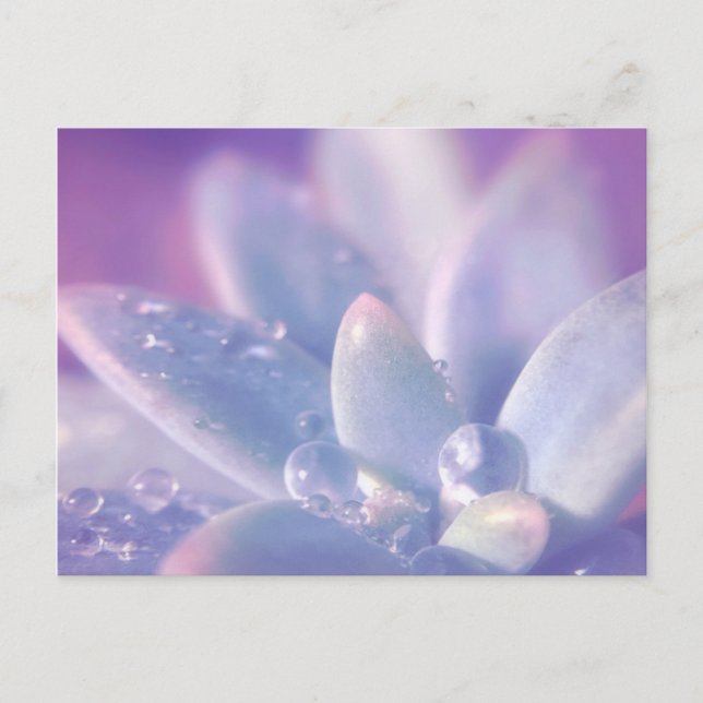 Carte Postale Rosée de matin sur des Succulents (Devant)