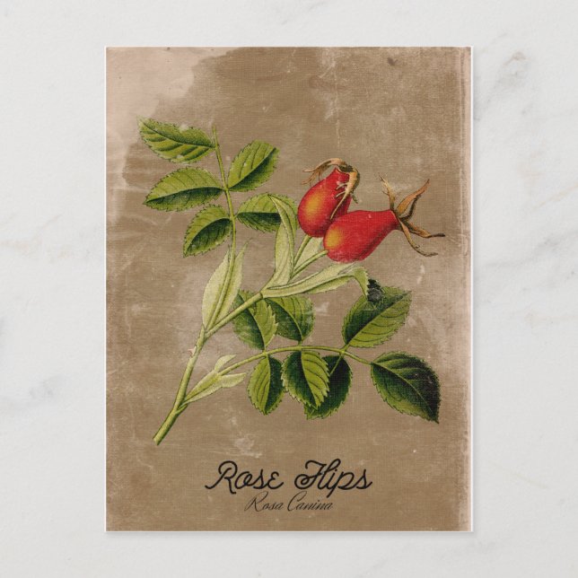 Carte postale Rosehies de style vintage (Devant)