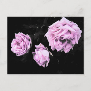 Carte Postale Roses