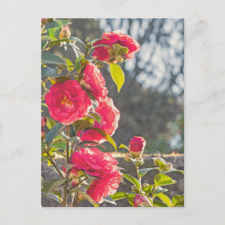 Carte Postale Roses 