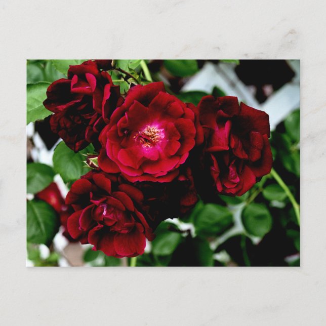 CARTE POSTALE ROSES 2 (Devant)
