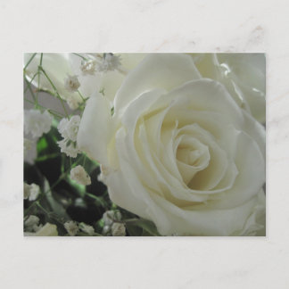 Carte Postale Roses blanches