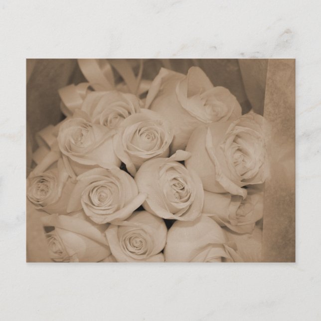 Carte Postale Roses blanches à Sepia (Devant)