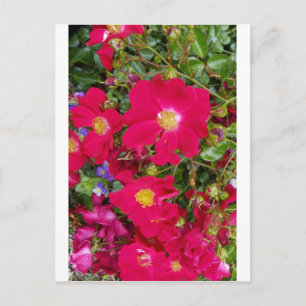 Carte Postale Roses bruns et violettes sucrées