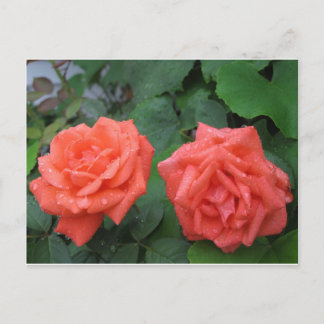 Carte Postale Roses dans la pluie 7-19-2012 001.JPG