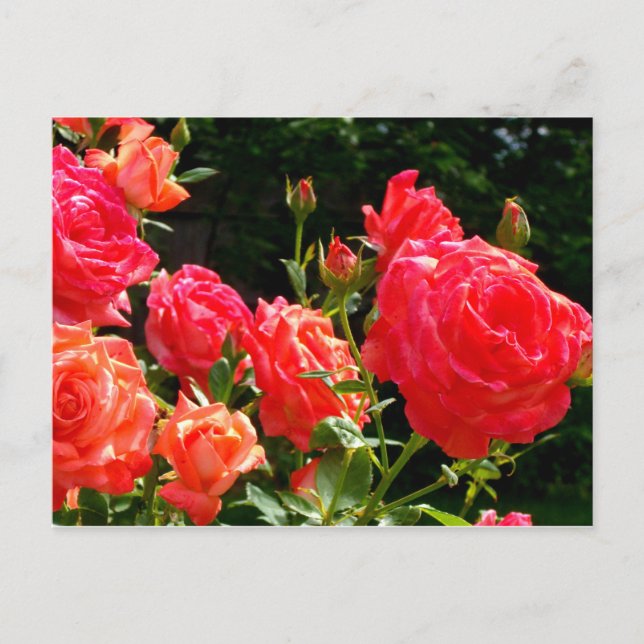 Carte Postale Roses de corail romantique (Devant)