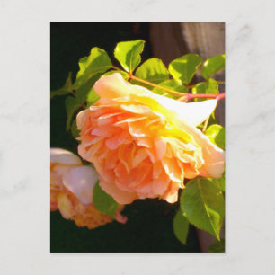 Carte Postale Roses de pêche par pays