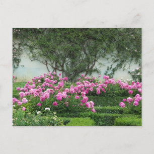 Carte Postale Roses Élégantes