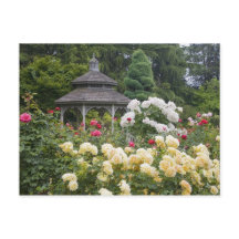 Roses en fleurs et roseraie du belvédère à