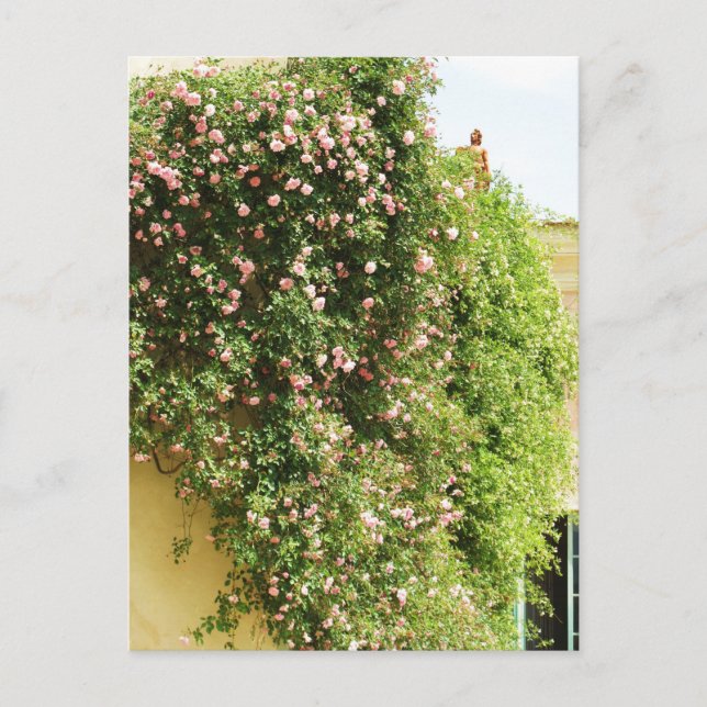 CARTE POSTALE ROSES ESCALADES ROSE (Devant)