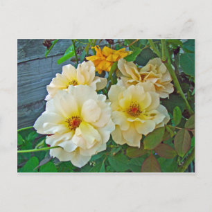 Carte Postale Roses jaunes