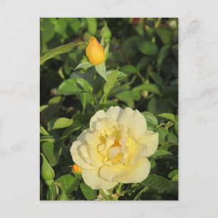 Carte Postale Roses jaunes de l'Oregold