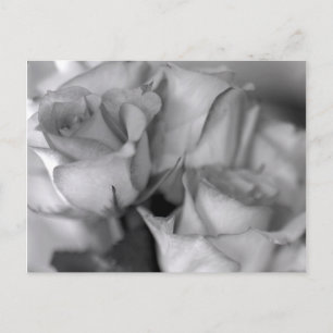 Carte Postale Roses noires et blanches