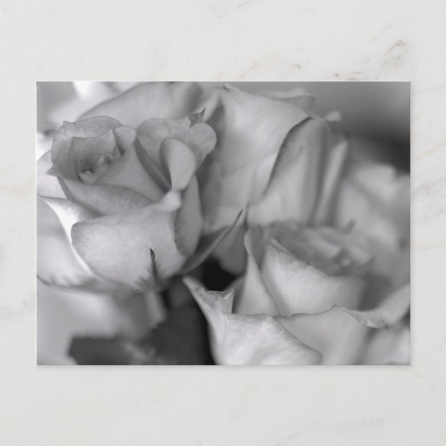 Carte Postale Roses noires et blanches (Devant)
