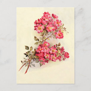 Carte Postale Roses romantiques Vintages roses