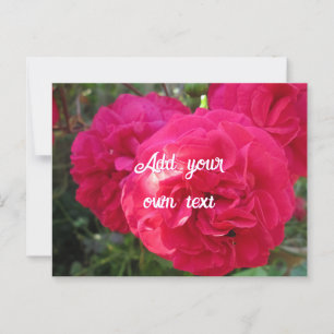 Carte Postale Roses roses chauds - Personnalisé