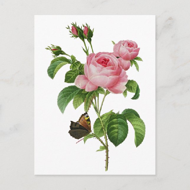 Carte Postale Roses roses de Redoute (Devant)
