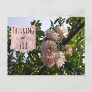 Carte Postale Roses roses Pink Pensez à vous