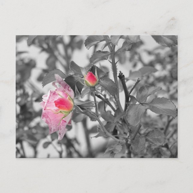 Carte Postale Roses roses roses rose Couleur Splash Photo (Devant)