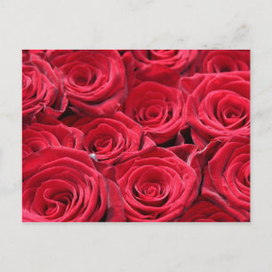 Carte Postale Roses rouges