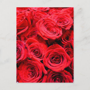 Carte Postale Roses rouges