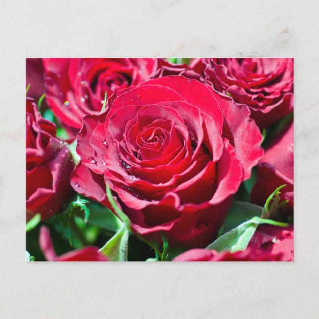 Carte postale Roses Rouges (Devant)