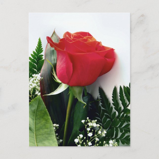 Carte Postale Roses rouges (Devant)